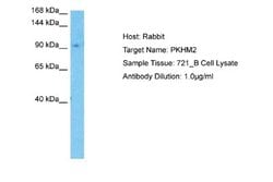 PLEKHM2 Rabbit anti-Human, Polyclonal, Novus Biologicals 0.1 mL | Buy Online | Novus Biologicals | Fisher Scientific